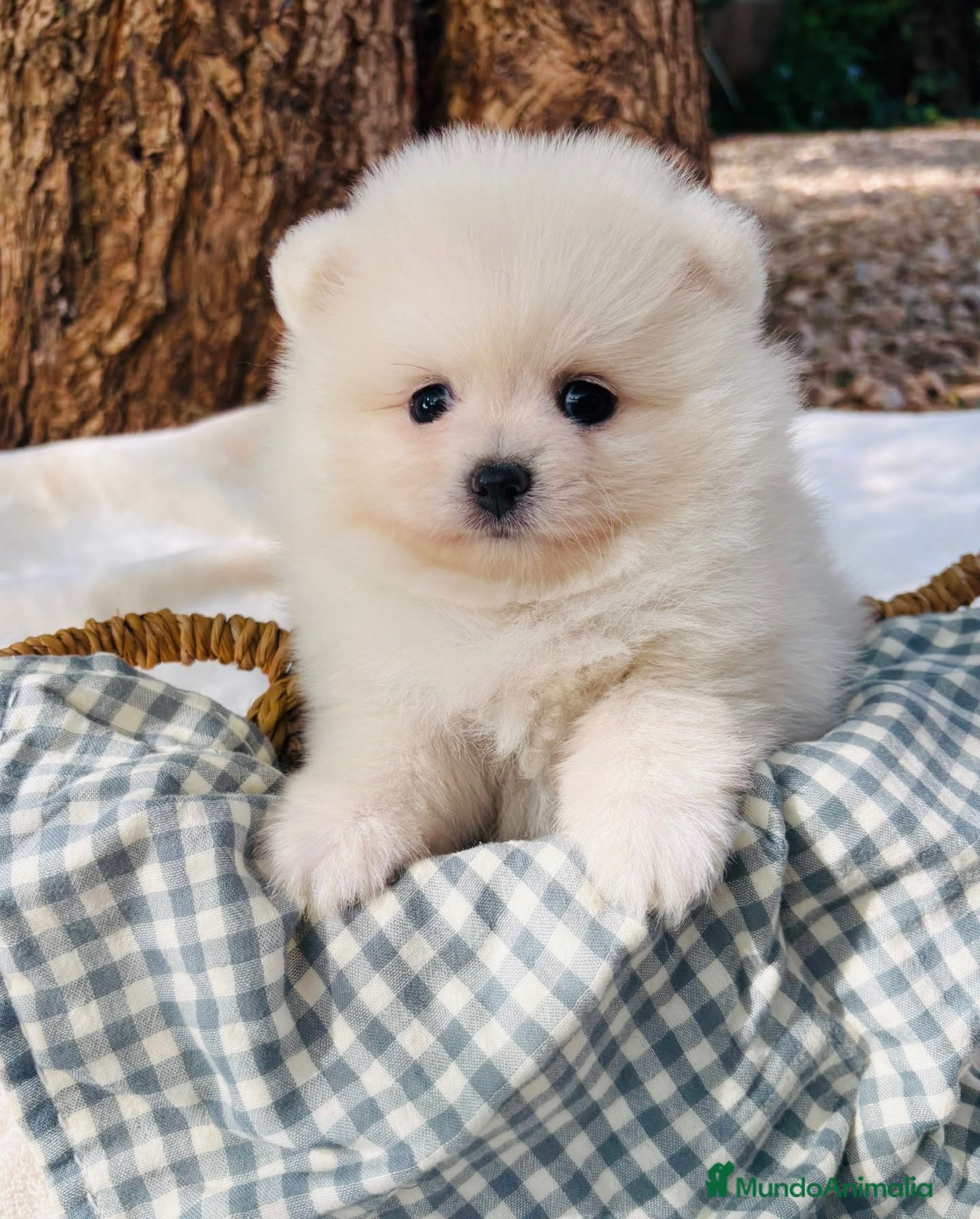 Pomerania perros Lulú de Pomerania - Anuncio 2
