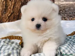 Pomerania perros Lulú de Pomerania - Anuncio 2