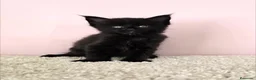 Maine Coon gatos en venta: Gatitos Maine Coon - Anuncio 3