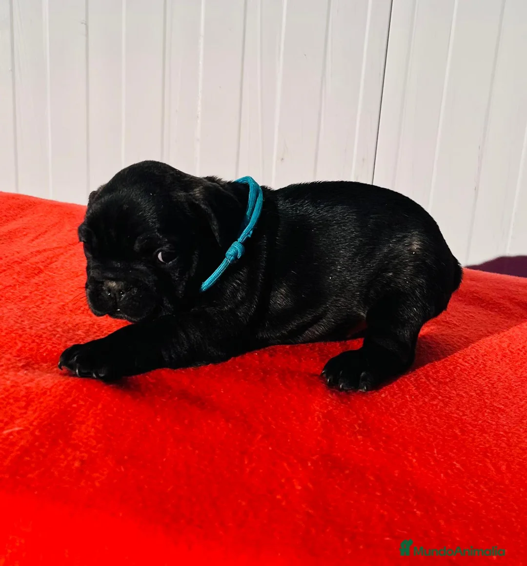 Bulldog Francés perros en venta: Bulldog francés macho  - Anuncio 3