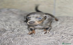 Teckel Miniatura perros en venta: Teckel blue  - Imagen 2