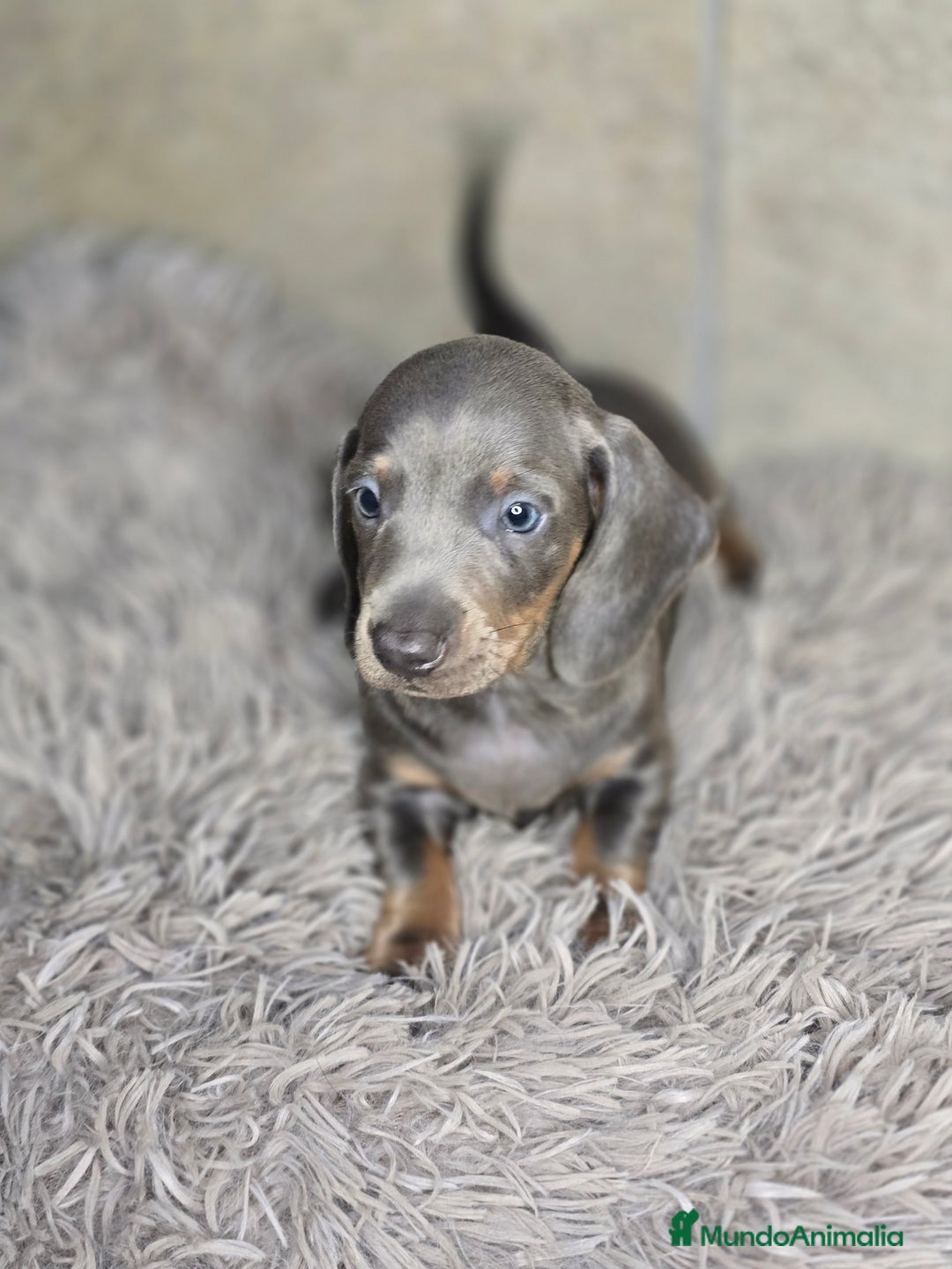 Teckel Miniatura perros en venta: Teckel blue  - Imagen 2