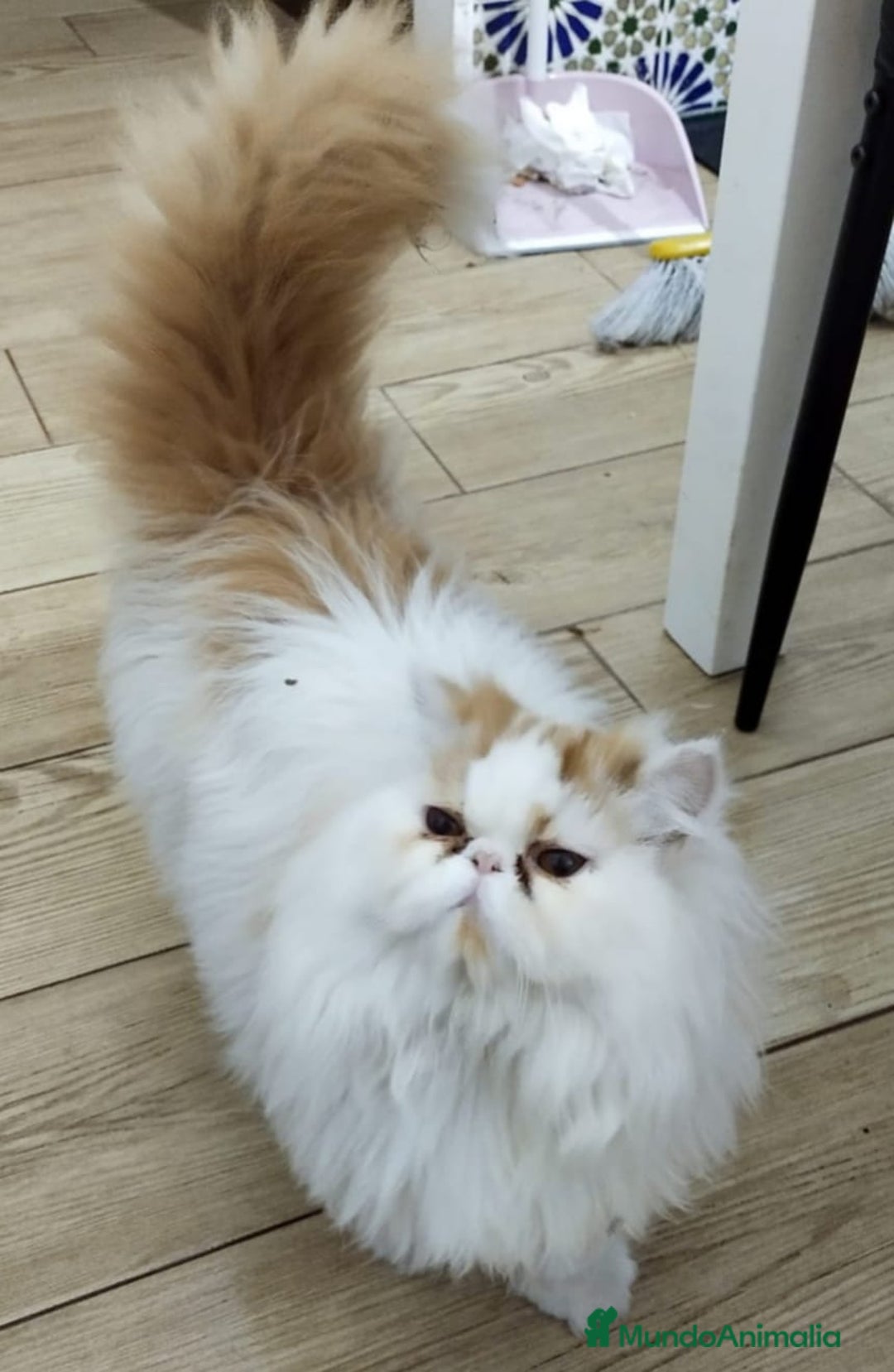 Persa gatos en venta: Gatos persas - Anuncio 8