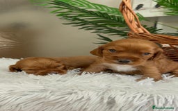 Cocker Spaniel Inglés perros en venta: COCKER SPANIEL INGLES - Imagen 16