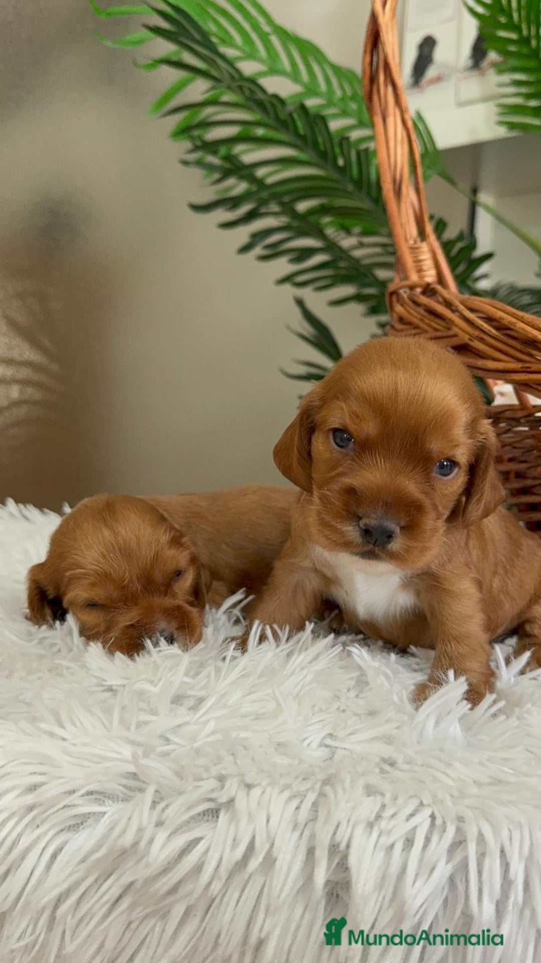 Cocker Spaniel Inglés perros en venta: COCKER SPANIEL INGLES - Imagen 16
