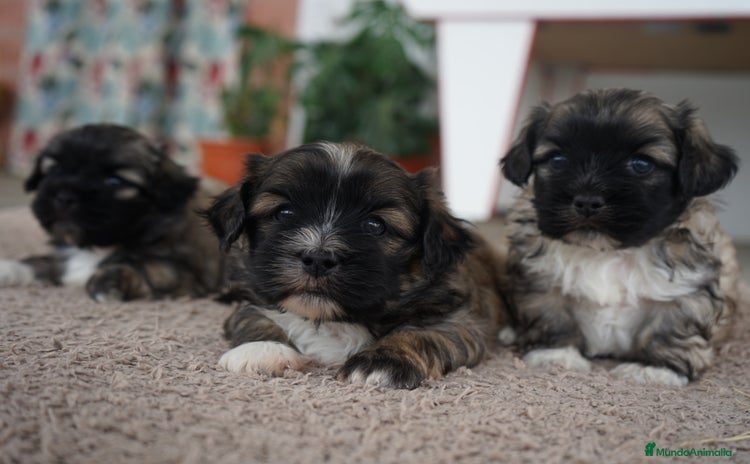 Maltipoo perros - Anuncio 2