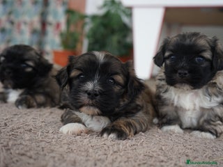 Maltipoo perros - Anuncio 1