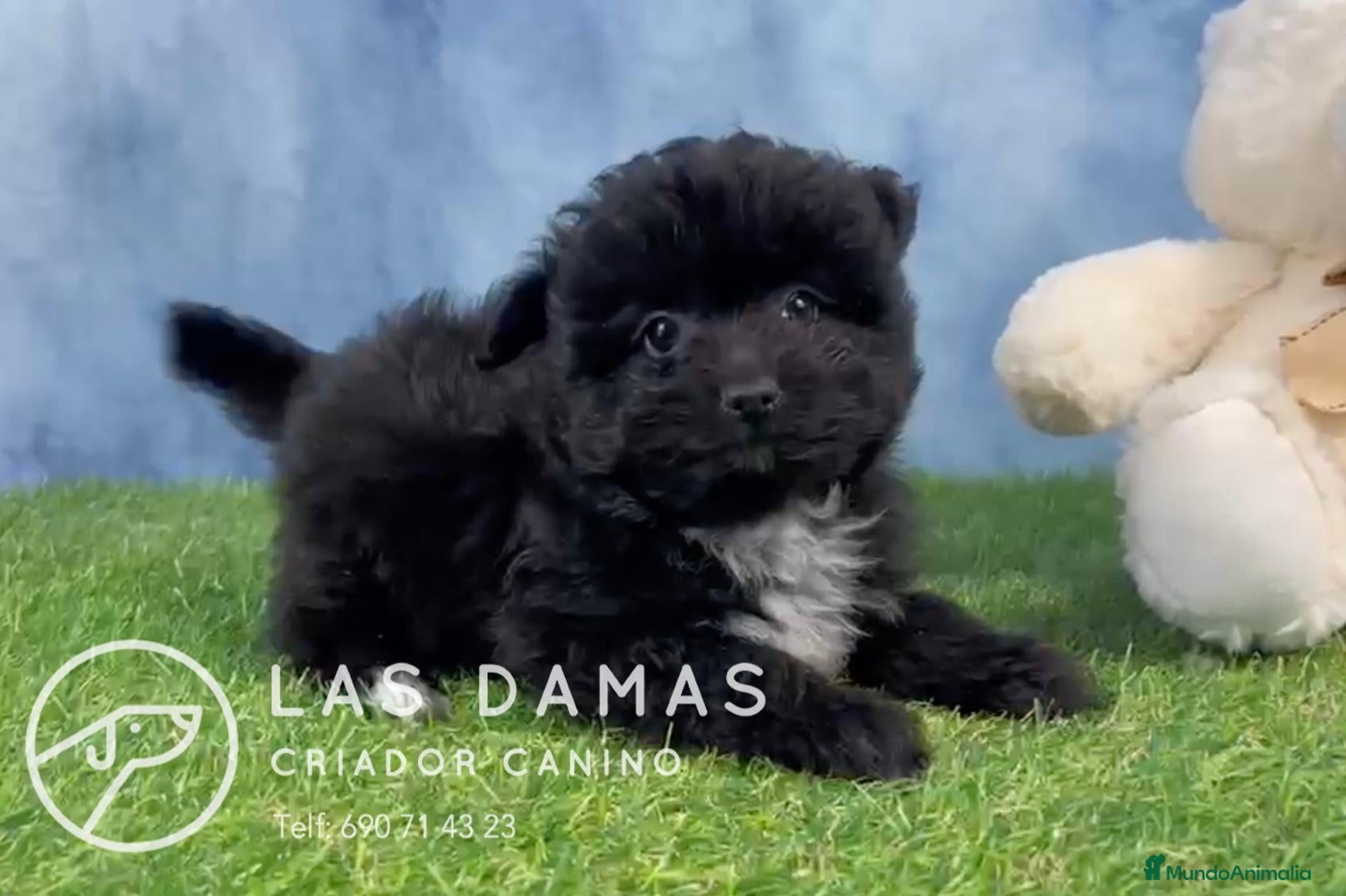Pomapoo perros Pomapoo - Anuncio 1