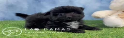 Pomapoo perros en venta: Pomapoo - Anuncio 1