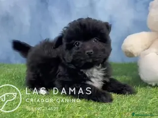 Pomapoo perros Pomapoo - Anuncio 4