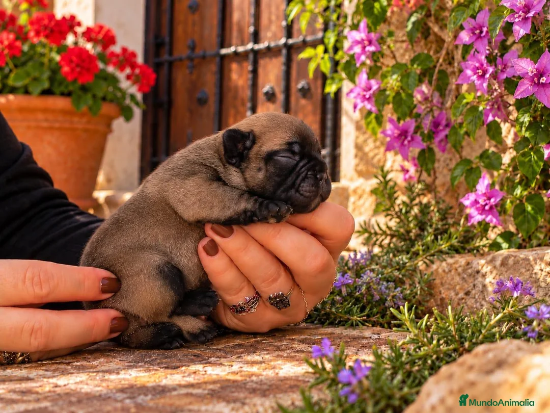 Bulldog Francés perros en venta: Cachorros de Bulldog Francés. - Anuncio 2