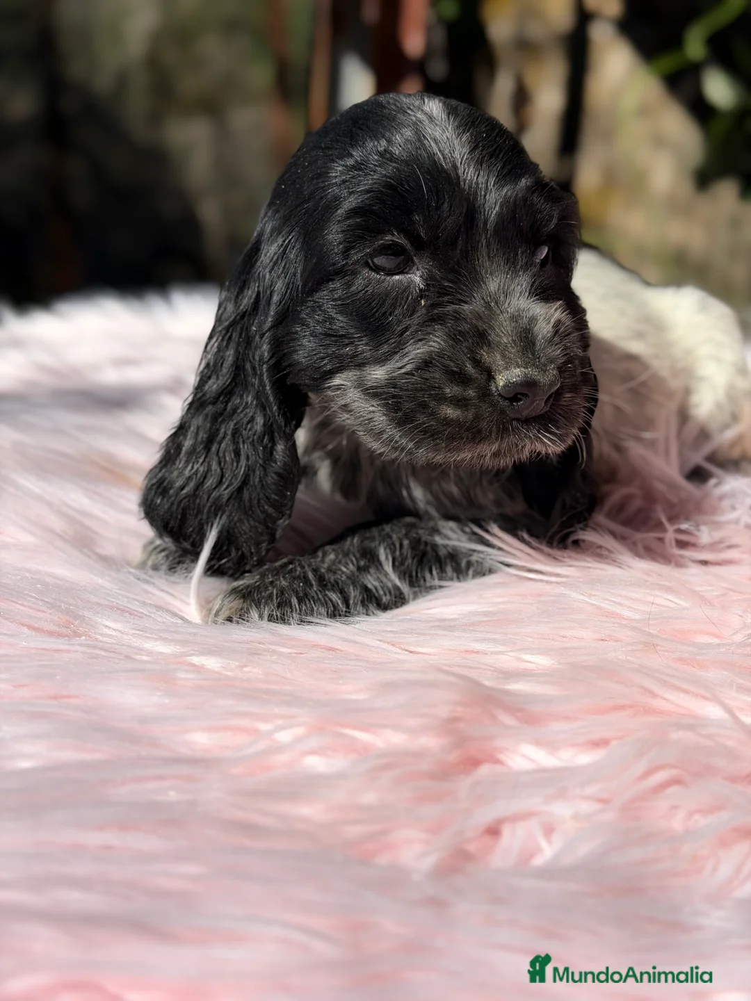Cocker Spaniel Inglés perros en venta: Cocker ruano hembra  - Anuncio 2