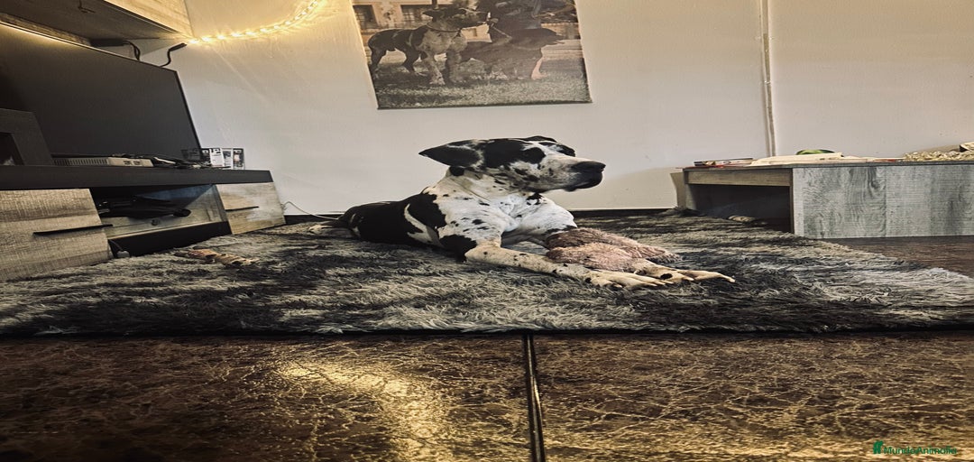 Imagen de galería {{count}}