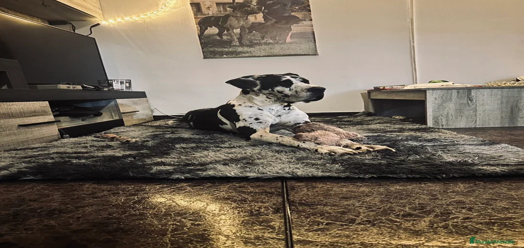 Imagen de galería {{count}}