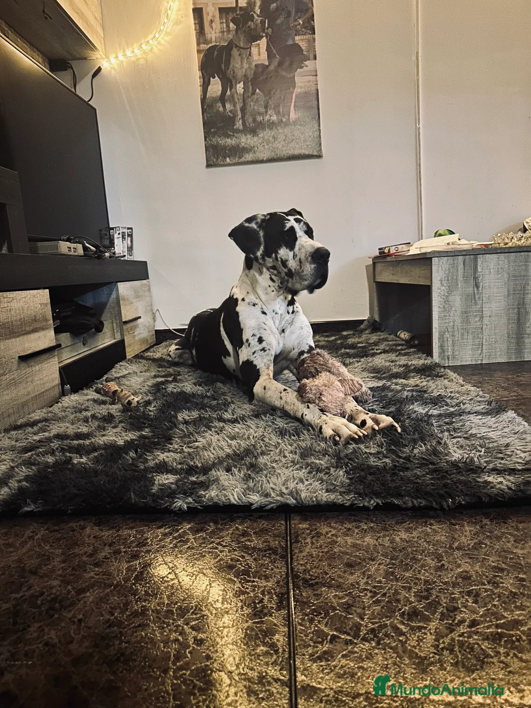 Imagen de galería {{count}}