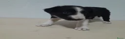 Border Collie perros en venta: BORDE COLLIE - Anuncio 21