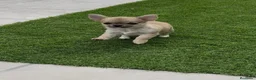 Chihuahua perros en venta: Excelentes machitos chihuahua - Anuncio 1