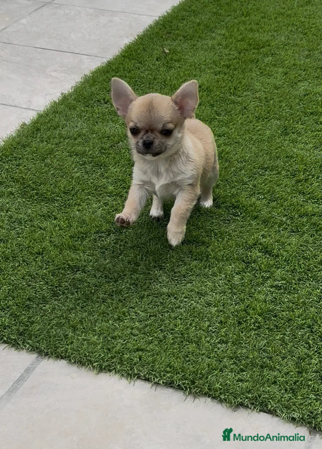 Chihuahua perros en venta: Excelentes machitos chihuahua - Anuncio 1