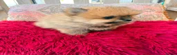 Pomerania perros en venta: Lulú pomerania toy - Anuncio 5