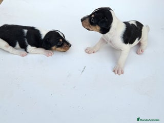 Gos Rater Valencià perros Ratoneros valencianos - Anuncio 6