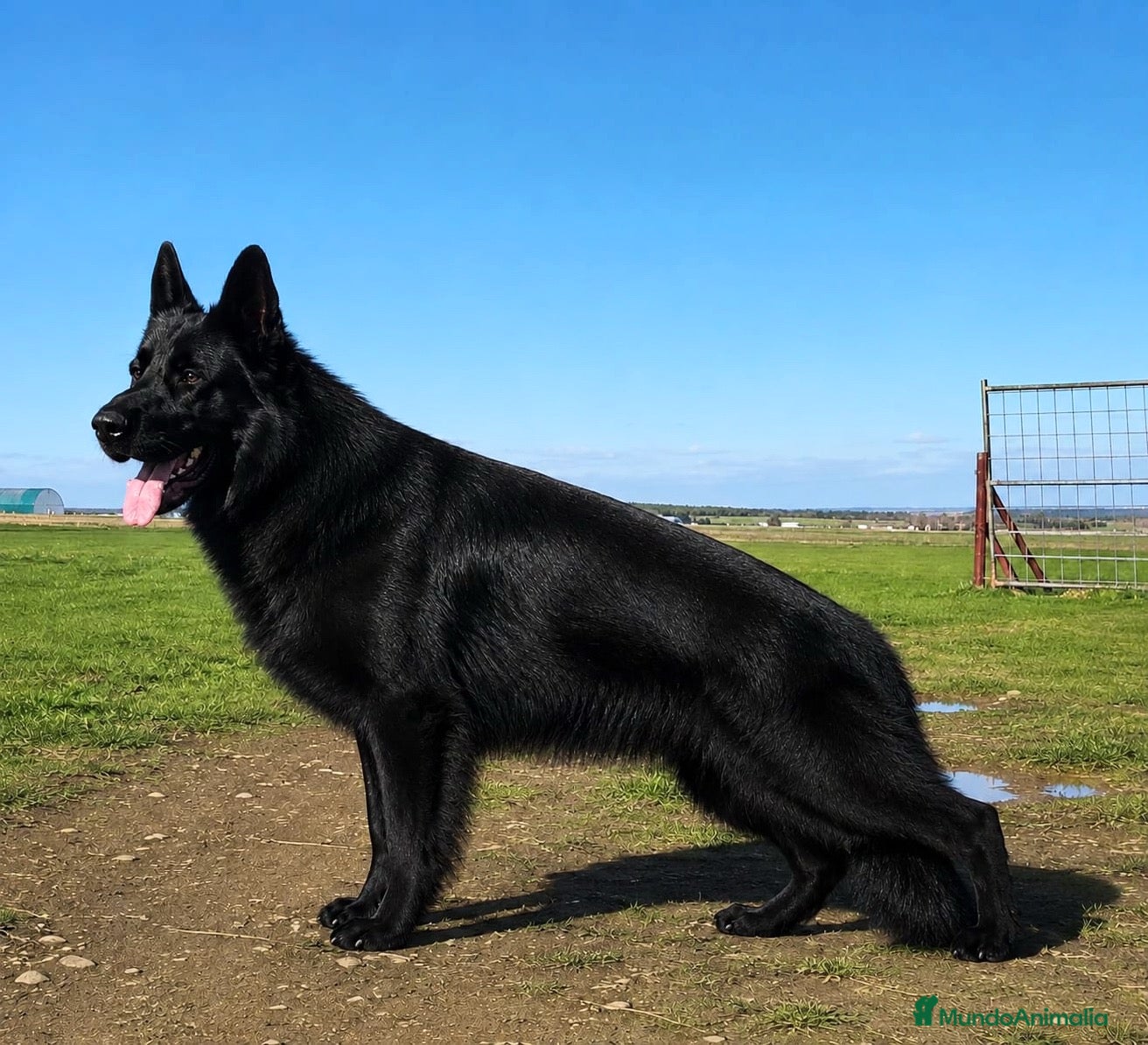 Pastor Alemán perros Cachorros pastor alemán Negro Sólido Negro Fuego  - Anuncio 10