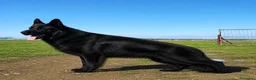 Pastor Alemán perros en venta: Cachorros pastor alemán Negro Sólido Negro Fuego  - Anuncio 1