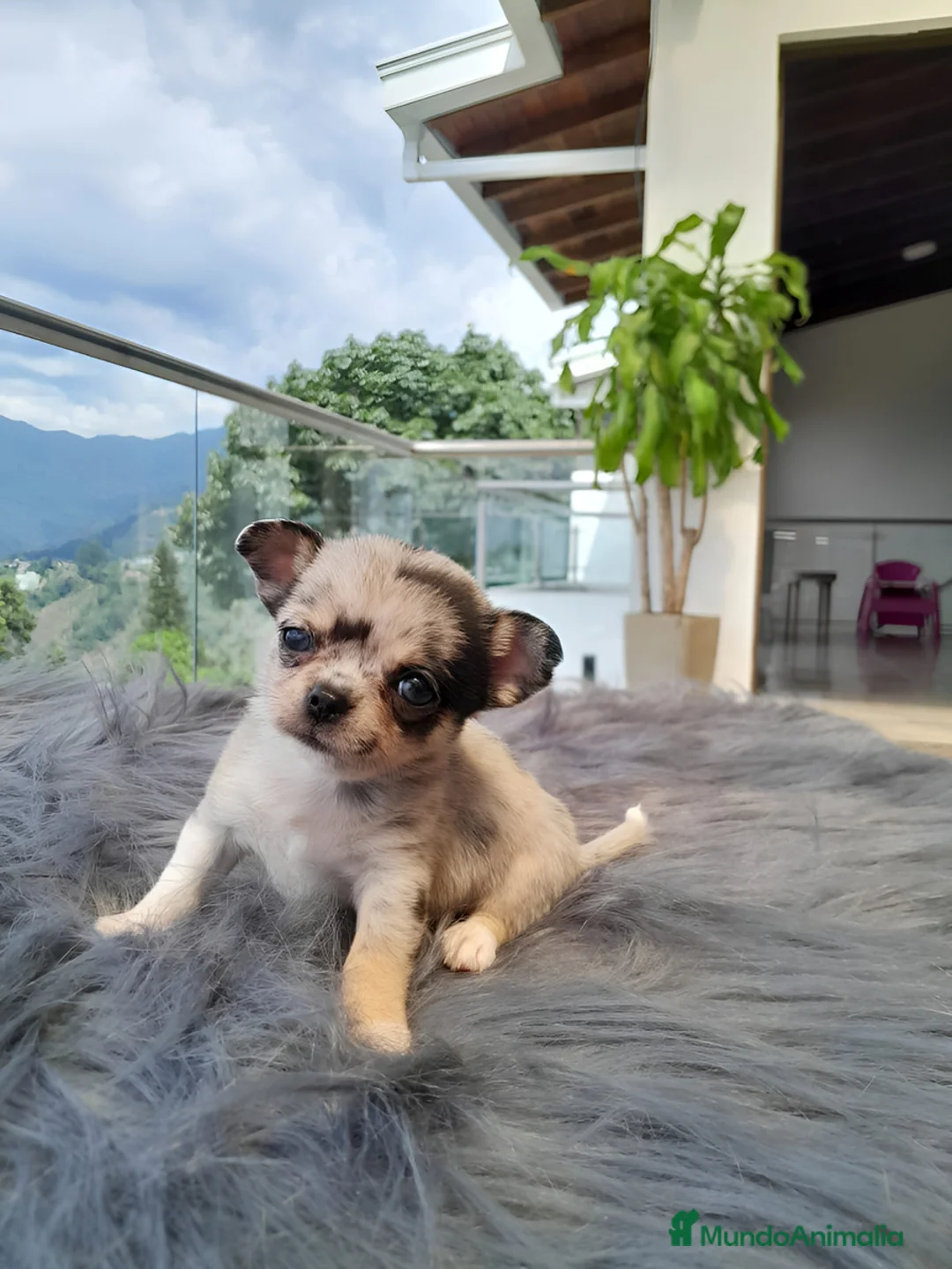 Chihuahua perros en venta: CHIHUAHUAS MERLE  - Anuncio 1