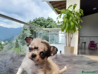 Chihuahua perros CHIHUAHUAS MERLE - Anuncio 2