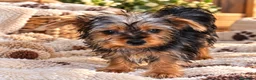 Yorkshire Terrier perros en venta: Yorkshire toy - Anuncio 2