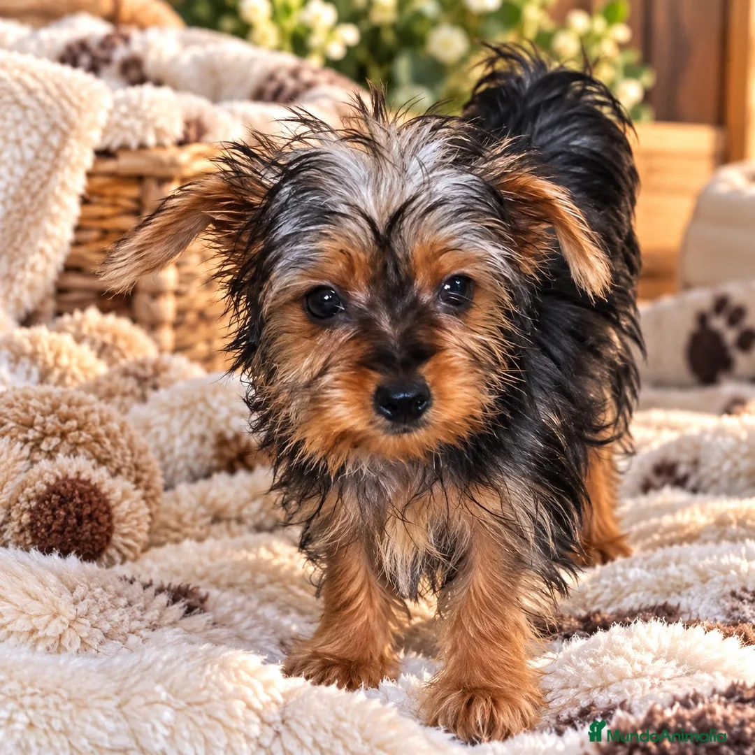 Yorkshire Terrier perros en venta: Yorkshire toy - Anuncio 2