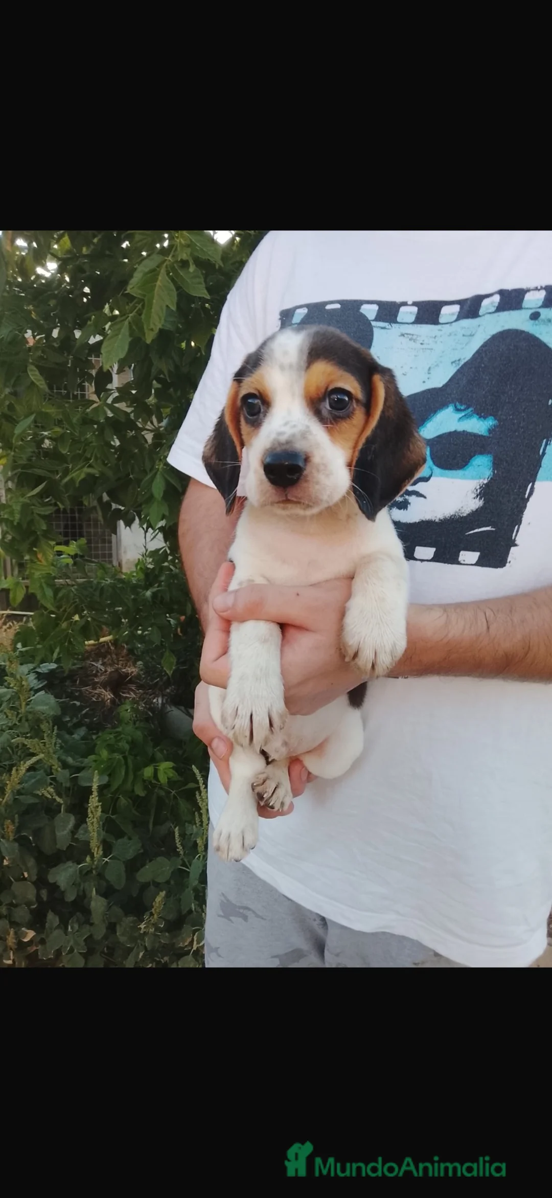 Beagle perros en venta: Preciosos beagle disponibles 🐶🐾 en Cáceres - Anuncio 1