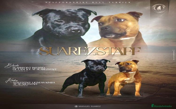 Staffordshire Bull Terrier perros - Anuncio 1
