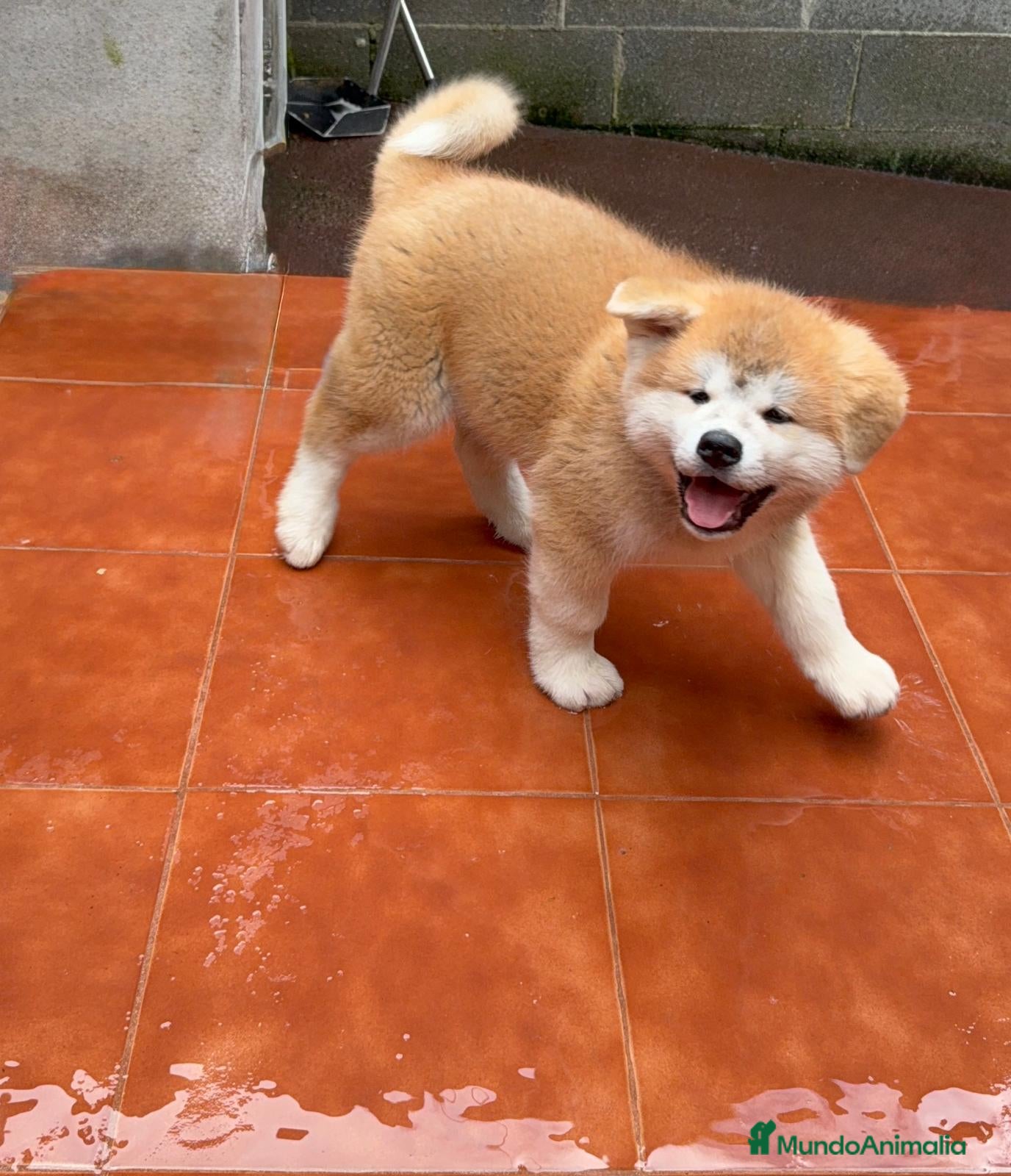 Akita Inu perros Akita inu japonés  - Anuncio 1