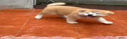 Akita Inu perros en venta: Akita inu japonés  - Anuncio 1