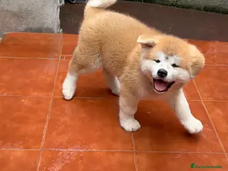 Akita Inu perros Akita inu japonés - Anuncio 1