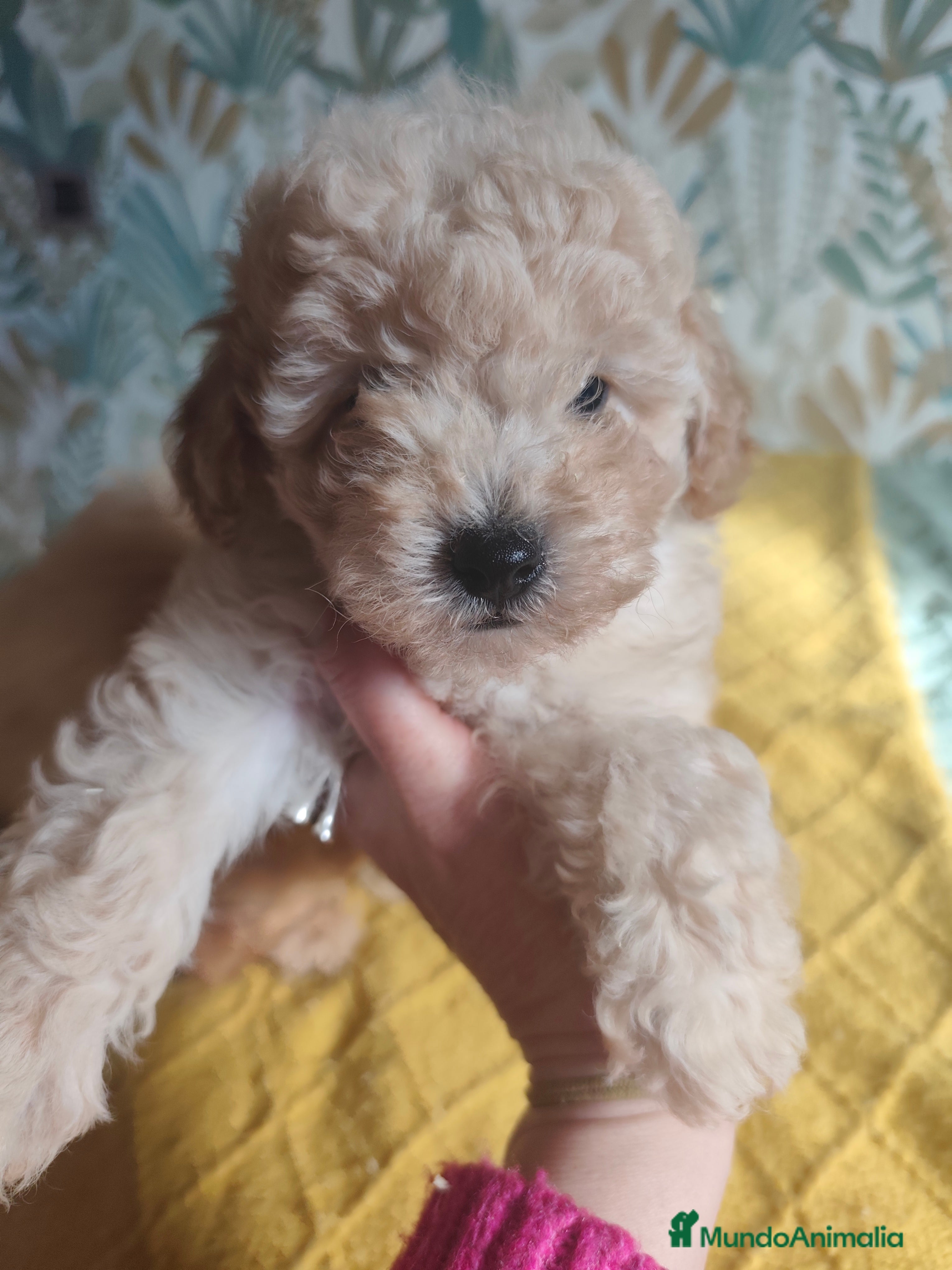 Caniche Toy perros Toy apricot - Anuncio 2