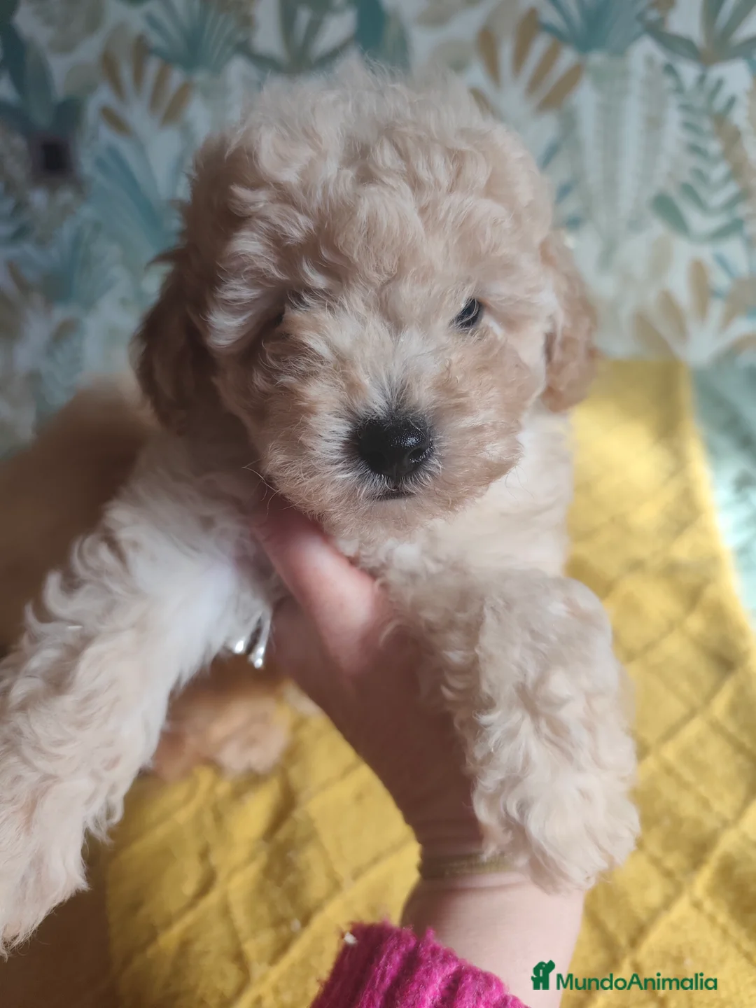 Caniche Toy perros en venta: Toy apricot - Anuncio 2