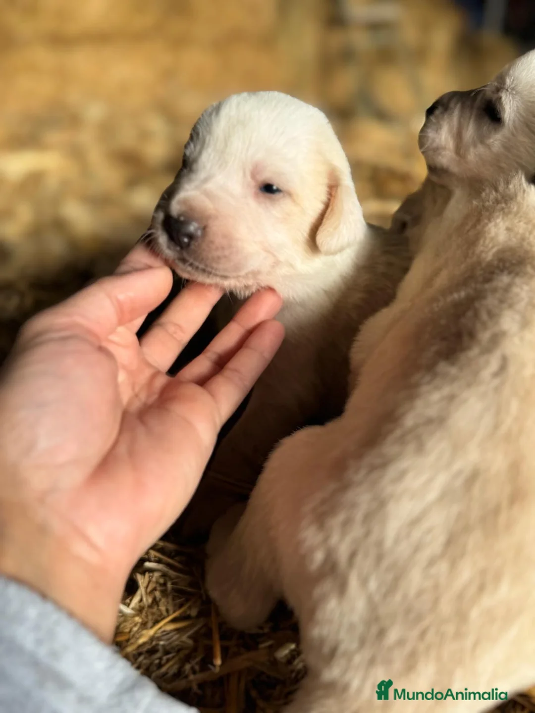 Mastín Español perros en venta: MASTIN ESPAÑOL - Anuncio 6