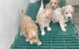 Maltipoo perros en venta: Camada de MALTIPOO  - Imagen 2