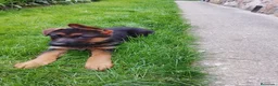 Pastor Alemán perros en venta: Cachorros de pastor alemán  - Anuncio 3