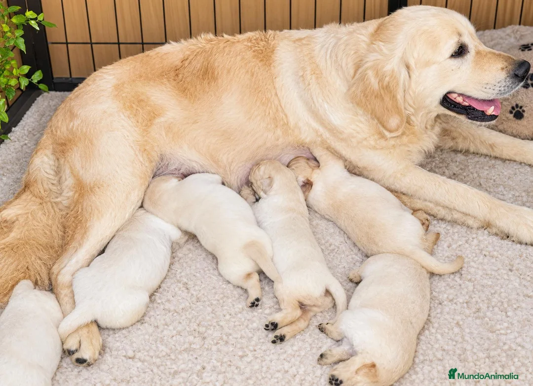 Golden Retriever perros en venta: golden retriver valencia criadero familia salud  - Anuncio 2