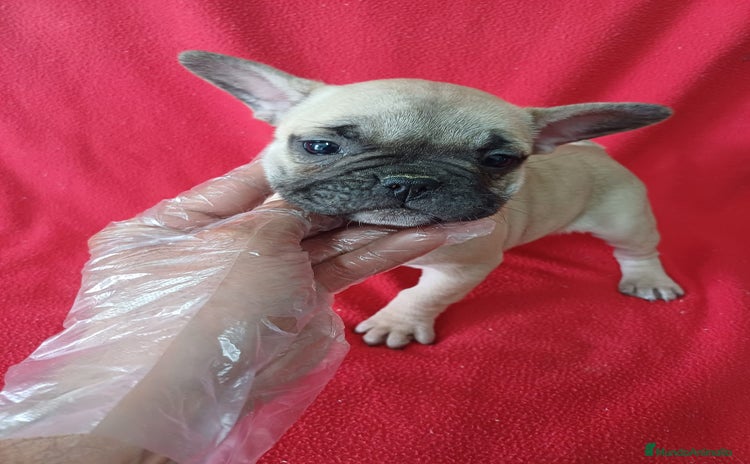 Bulldog Francés perros - Anuncio 3