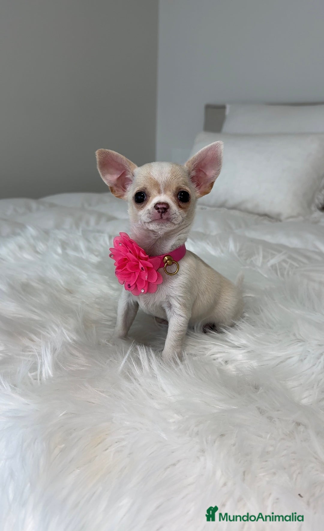 Chihuahua perros en venta: Chihuahua hembra - Anuncio 3