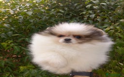 Pomerania perros en venta: Hembra pomerania  - Imagen 3
