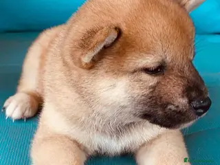 Shiba Inu perros Shiba Inu Hembra de Magy 6942 - AQUANATURA en Barcelona - Anuncio 14