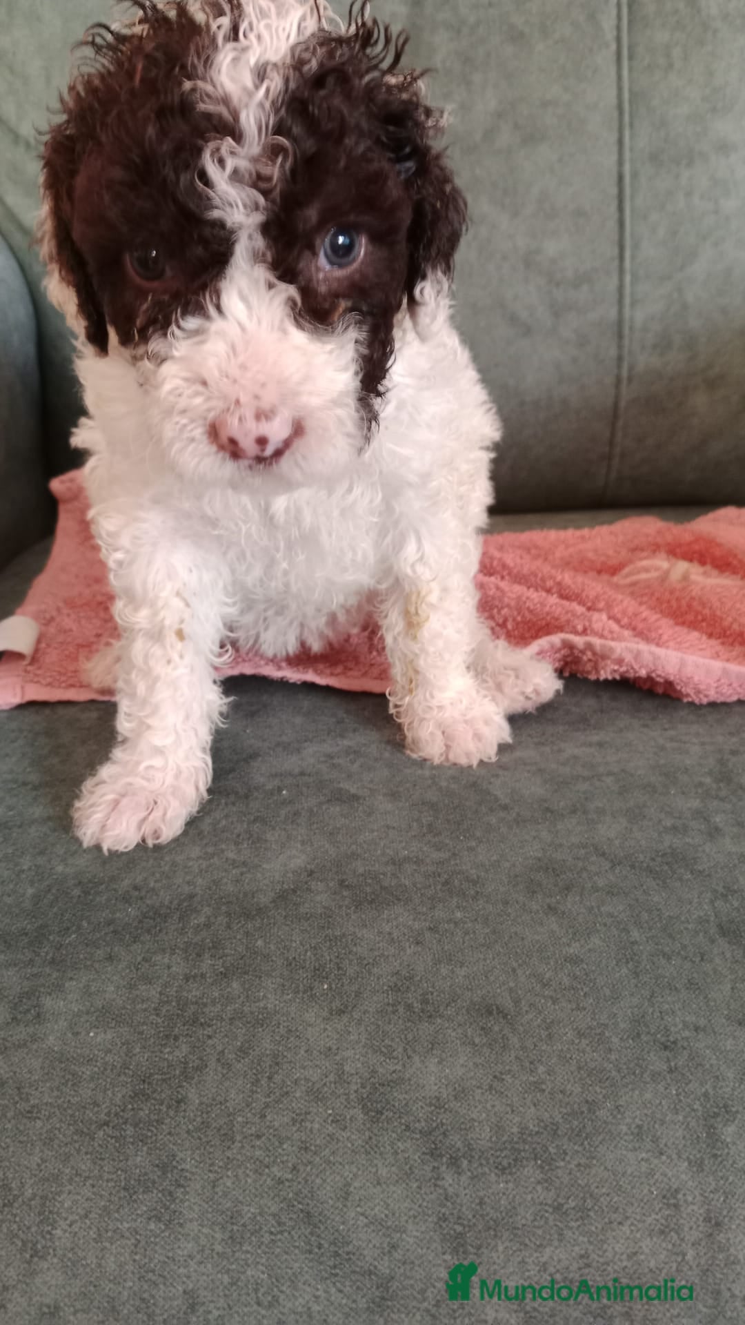 Perro de Agua Español perros en venta: Hembra disponíble - Imagen 3