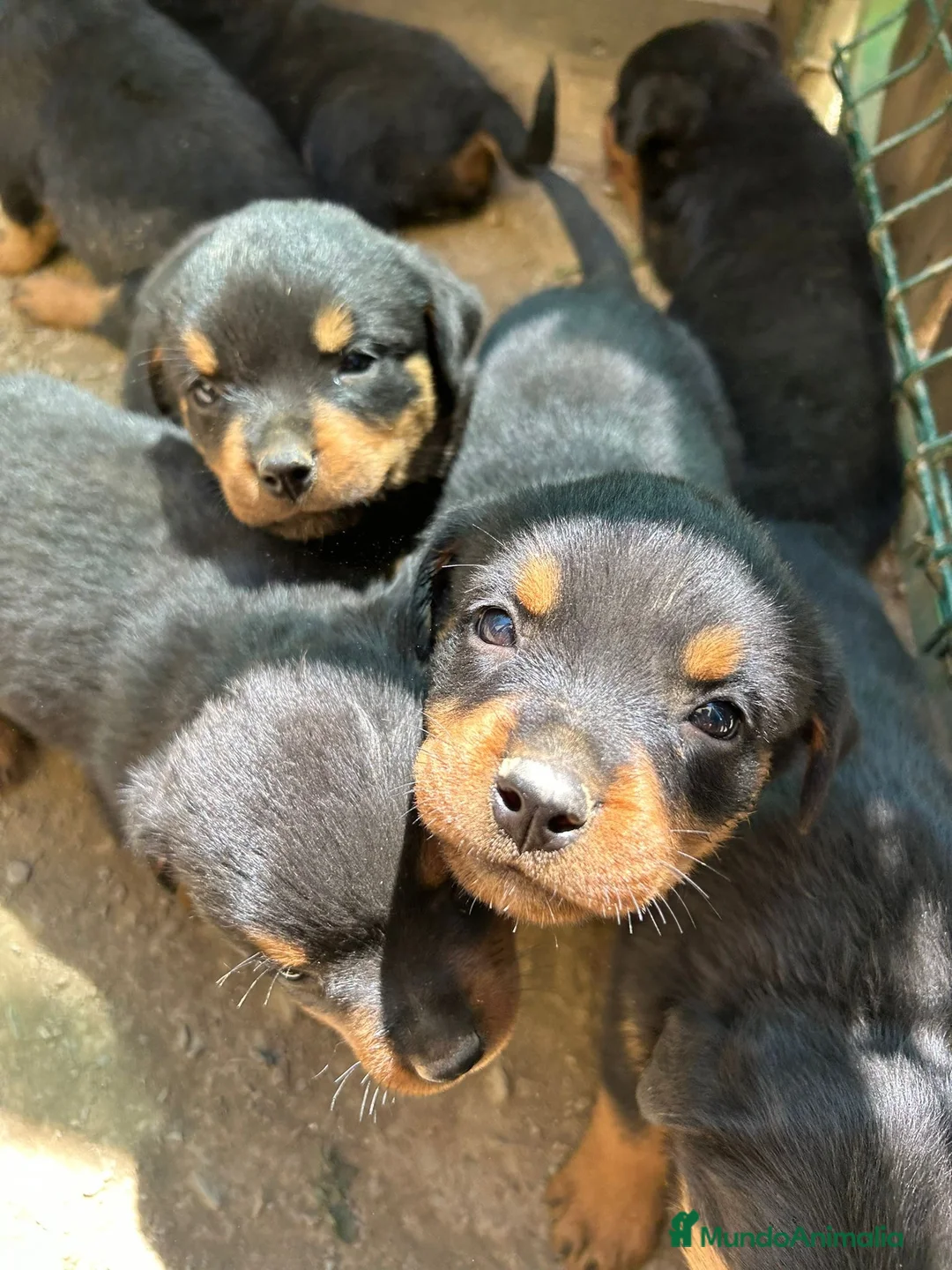 Rottweiler perros en venta: CACHORRO DE ROTTWAILER  - Anuncio 6