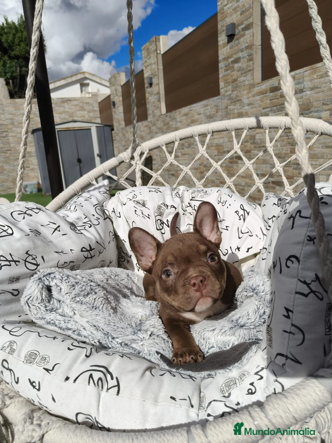 American Bully perros en venta: American Bully  - Anuncio 8