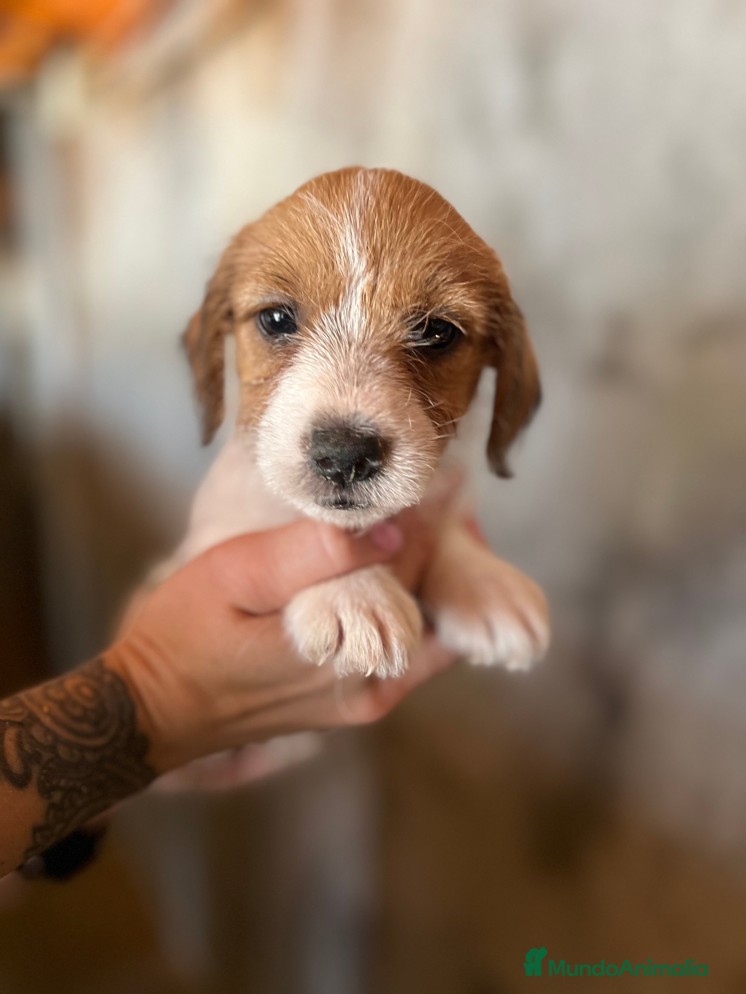 Jack Russell Terrier perros Jack Russell pelo broken  - Anuncio 21