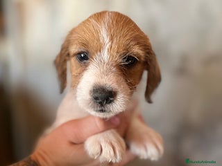 Jack Russell Terrier perros - Anuncio 36